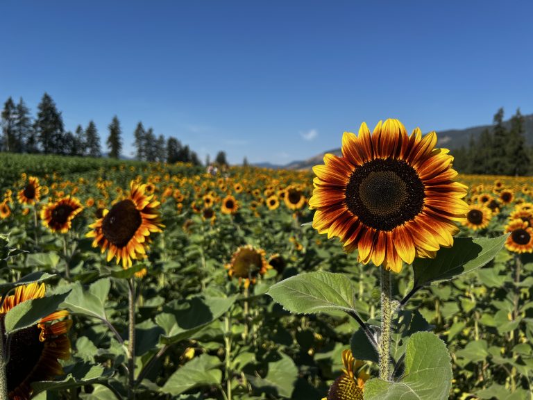 Sunflower field at a farm showing lots of bicolor sunflowers in bloom in early autumn