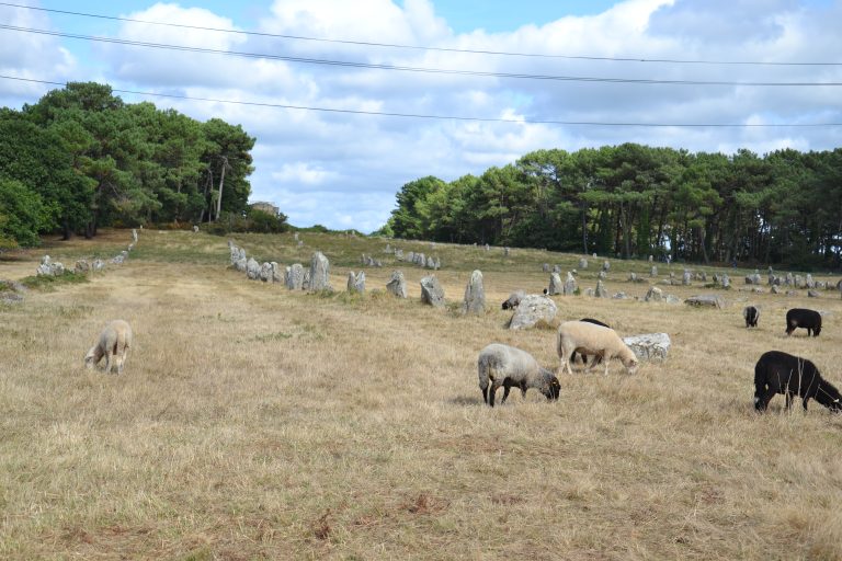 Just some sheep in a meadow