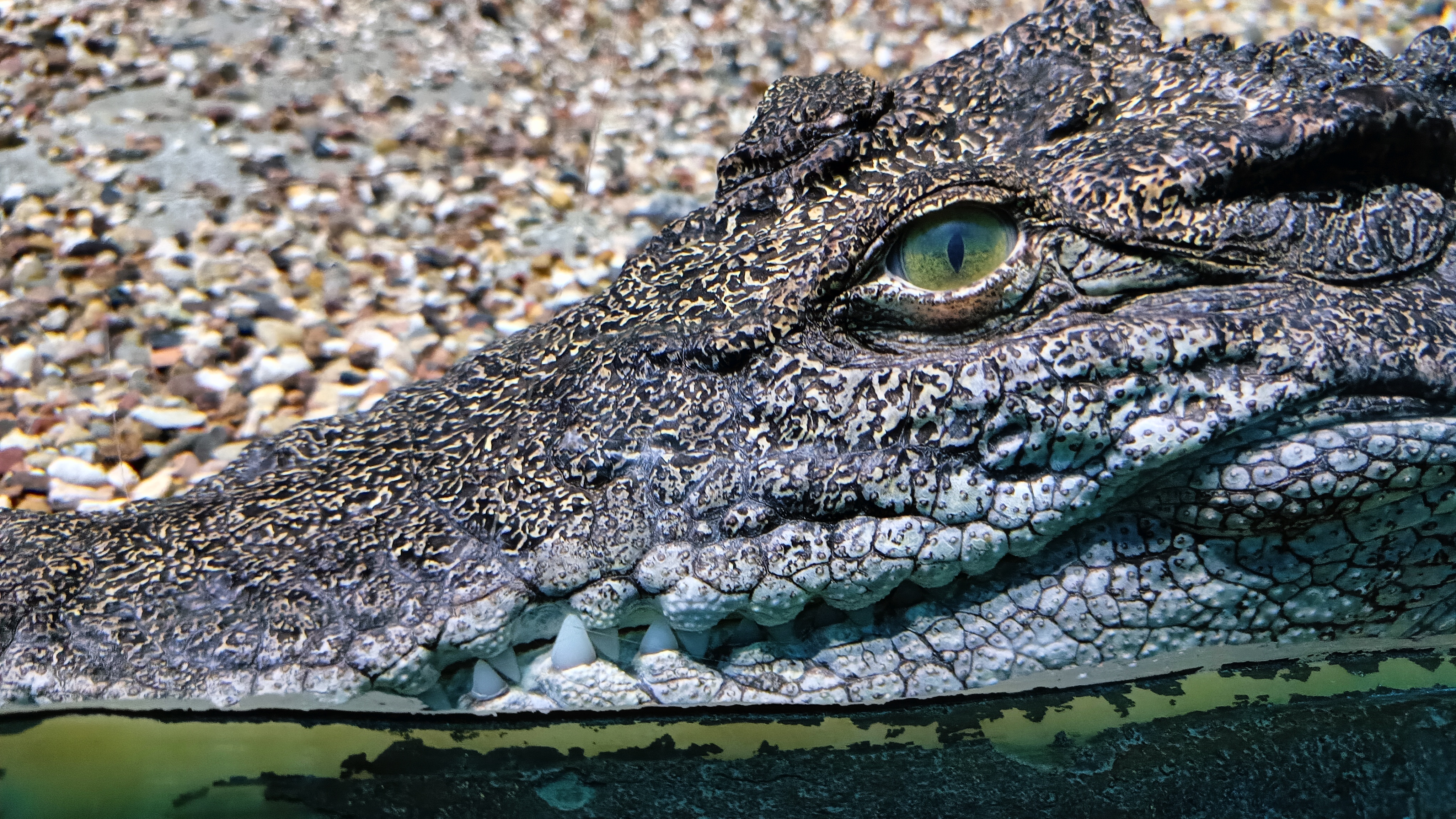 Alligator