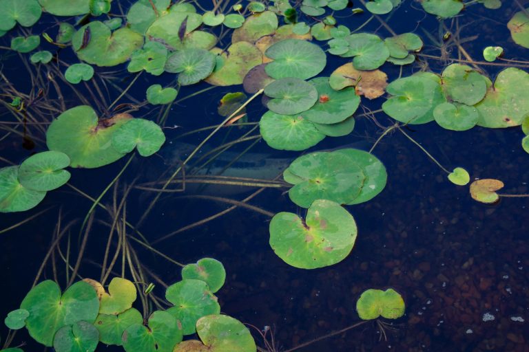 category:- nature. colour:- green.