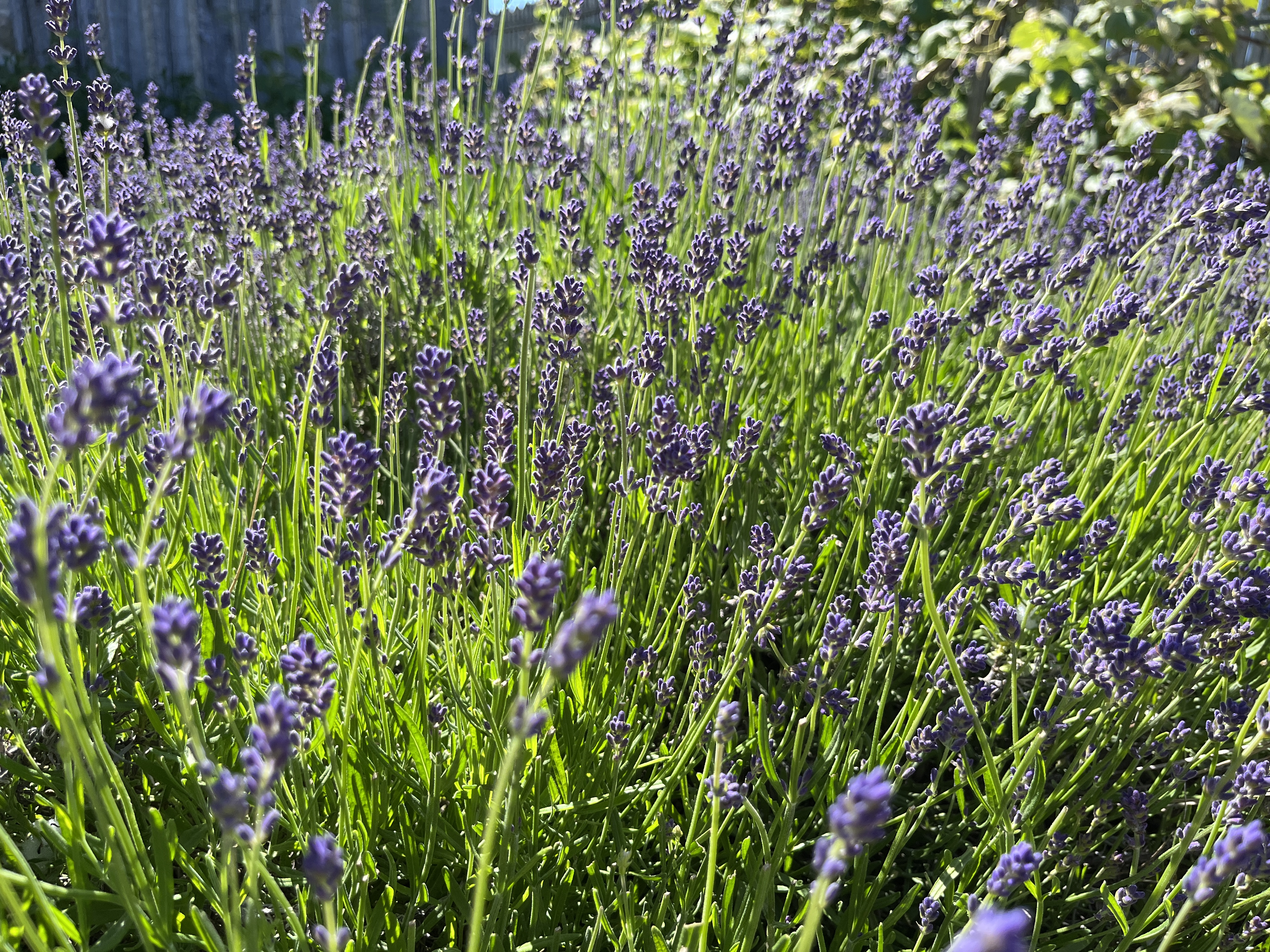 Lavendar