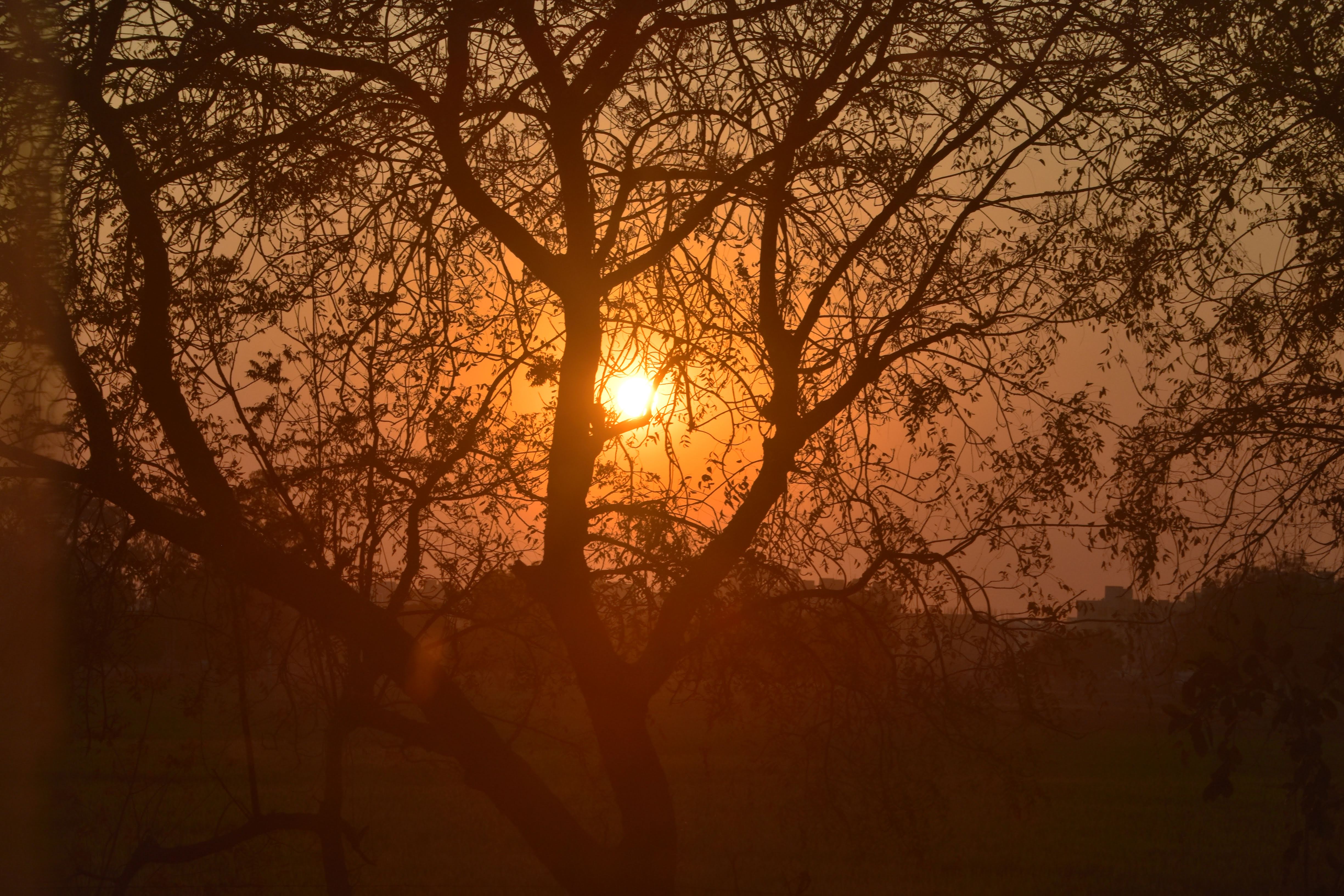 A Beautiful in the Rural Parts of Gujarat, India