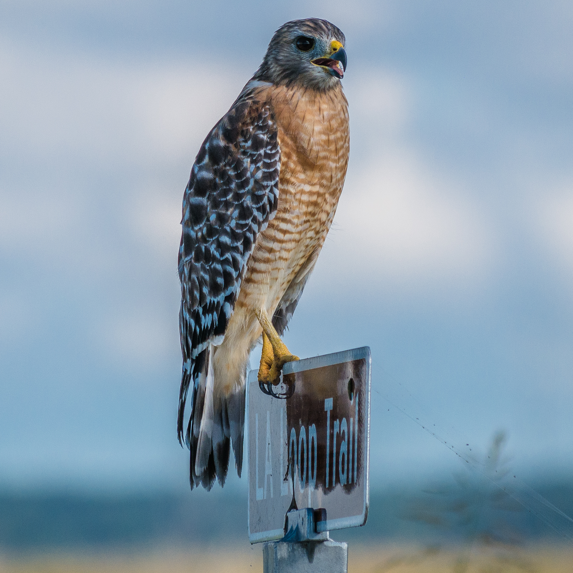 Red tail hawk as author picture.