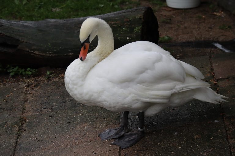 Swan – WorldPhotographyDay22