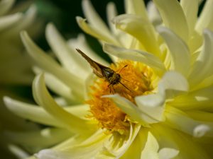 View larger photo: Butterfly on a flower