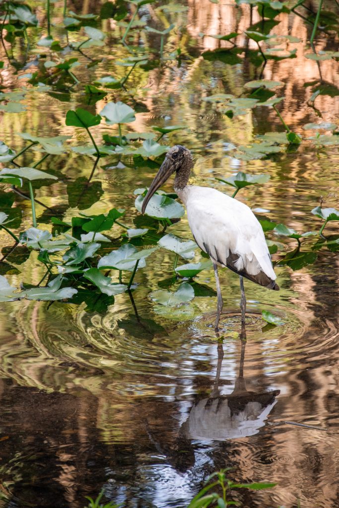 Wood stork in shallow Florida swamp water – WorldPhotographyDay22