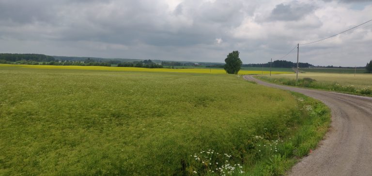 Field, dirt road and blue sky