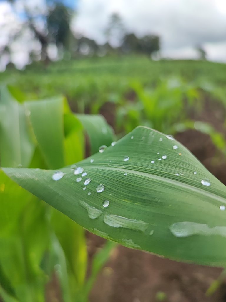 Corn plant after a rainy day