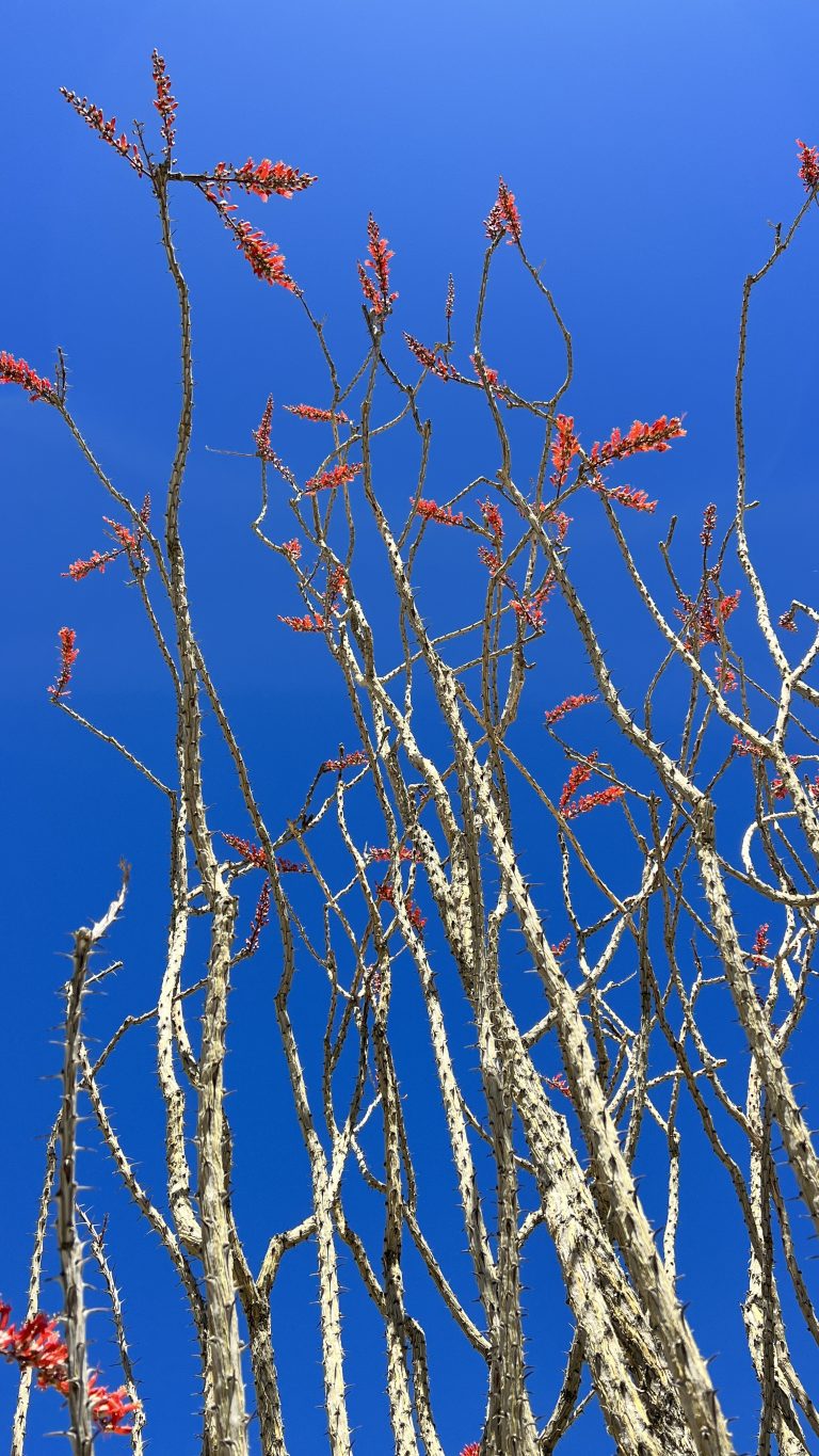 Ocotillo Cactus With Red Flowers