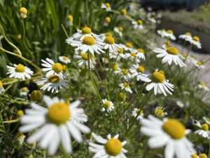 Daisies