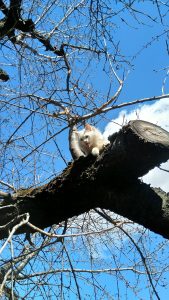 A Cat Sitting on a Tree

