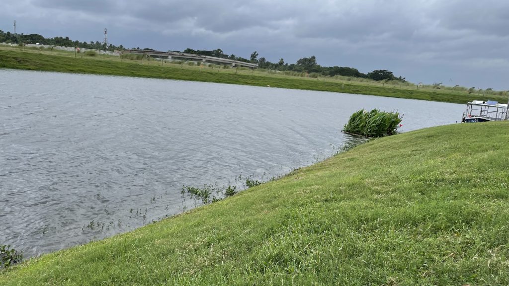 Green Grass at lake side