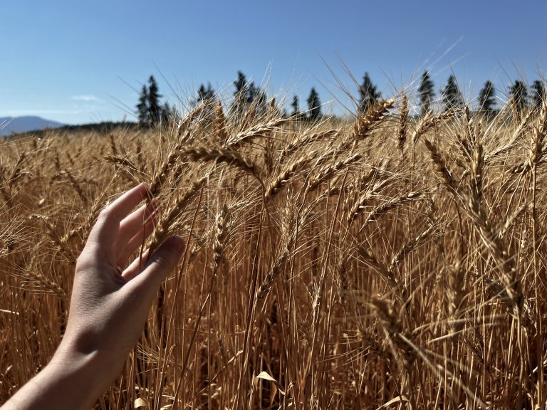 Hand harvesting wheat from field in early fall during harvest season on the farm