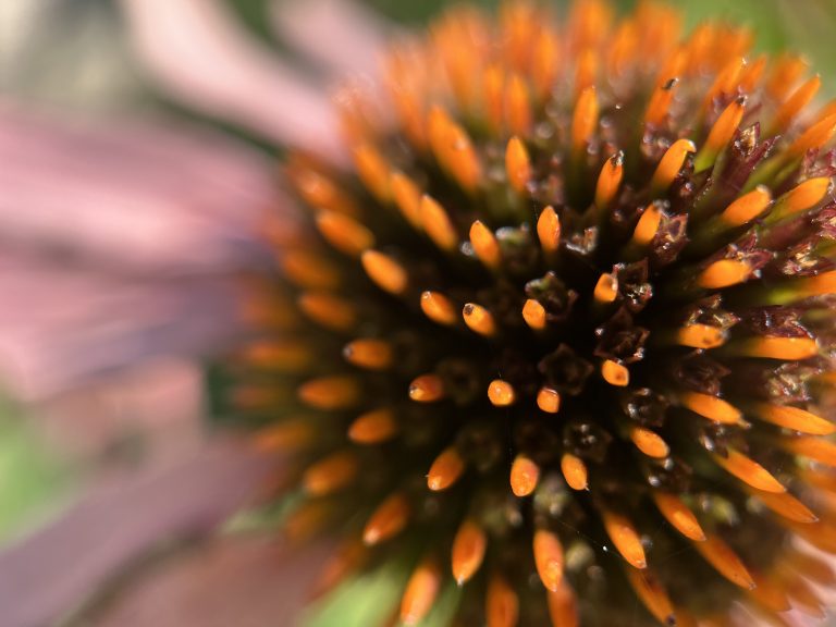 Cone flower center