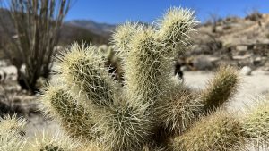 Teddy Bear Cactus In Joshua Tree California