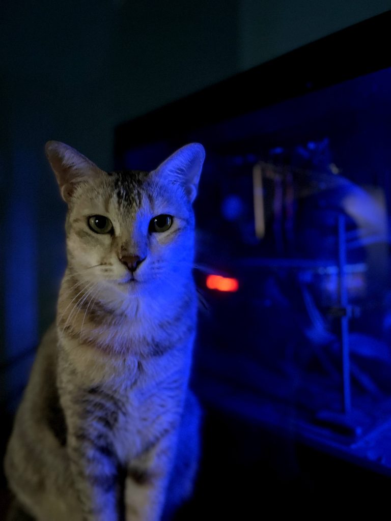 Cat sitting in front of computer