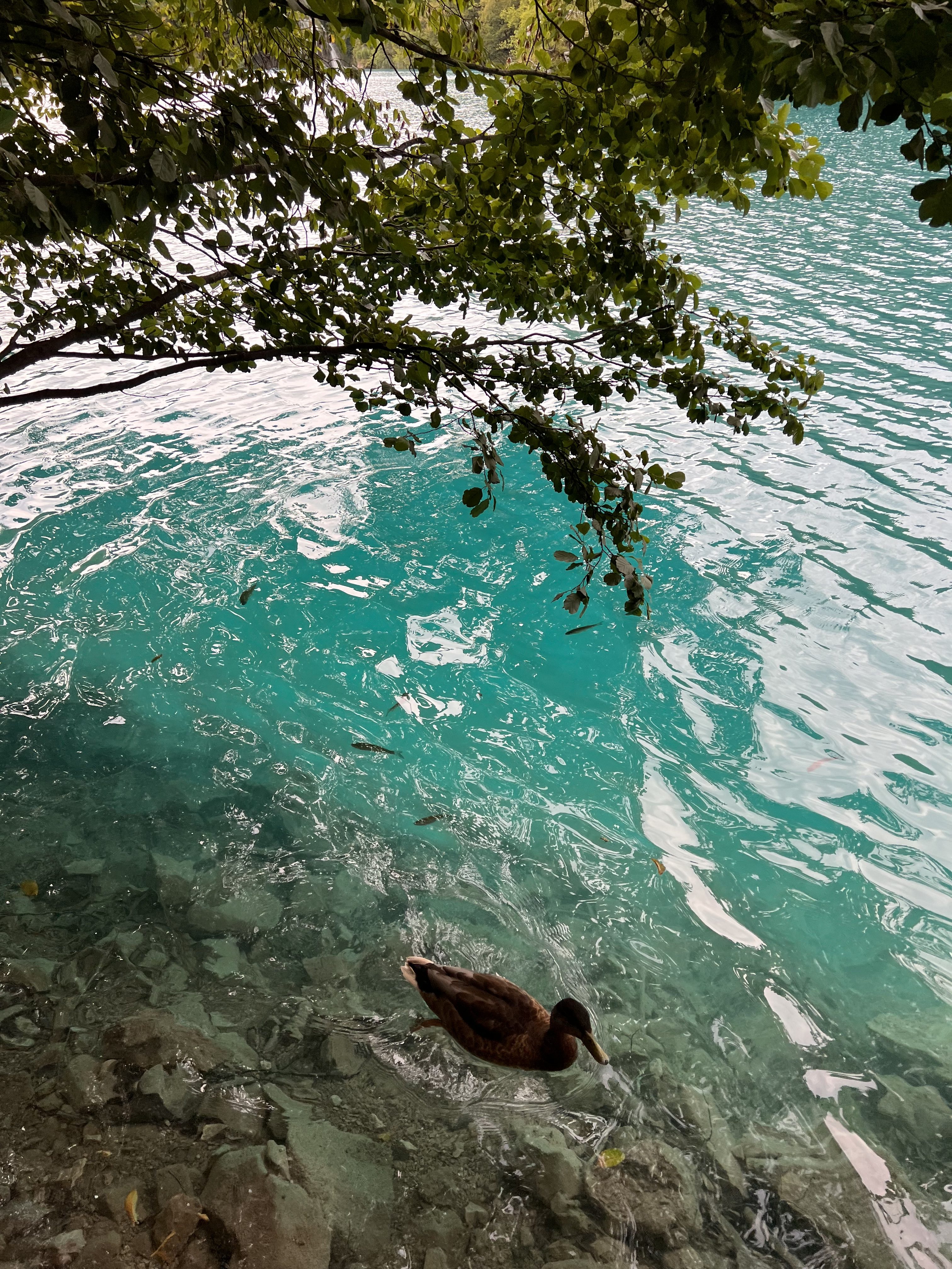 Plitvice national park, Croatia, lakes