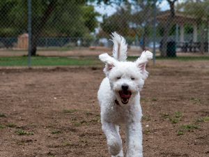 Fluffy white dog running towards the frame with floppy ears