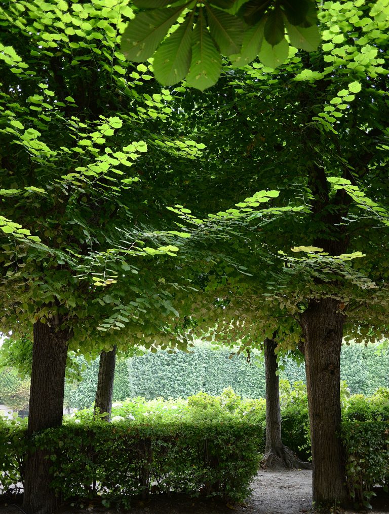 Trees in Paris, France