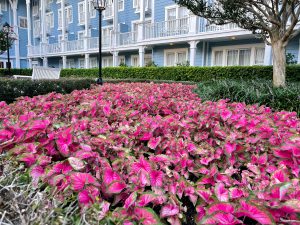 Purple Caladiums outside of Disney's Yacht and Beach Club Hotel