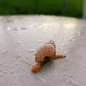 A closeup of a snail moving on a wet plastic electrical conduit cover WorldPhotographyDay22
