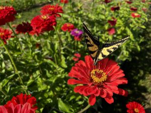 View larger photo: Monarch butterfly on a red zinnia flower in the flower garden in August