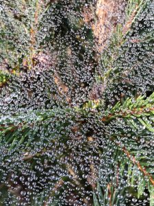 Spider Web Dew