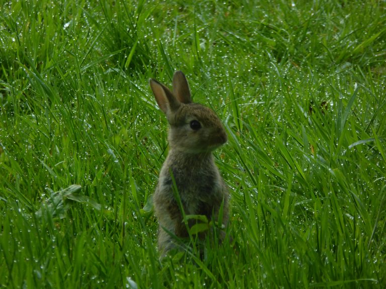 Bunny