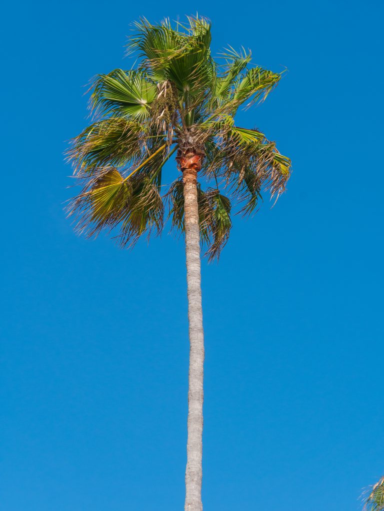 Palm tree in California