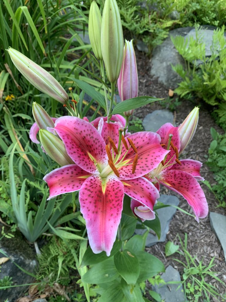 Stargazer lilies growing in a garden