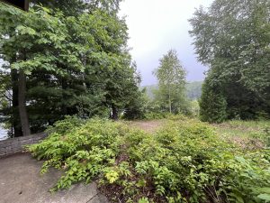 Rainy Michigan forest