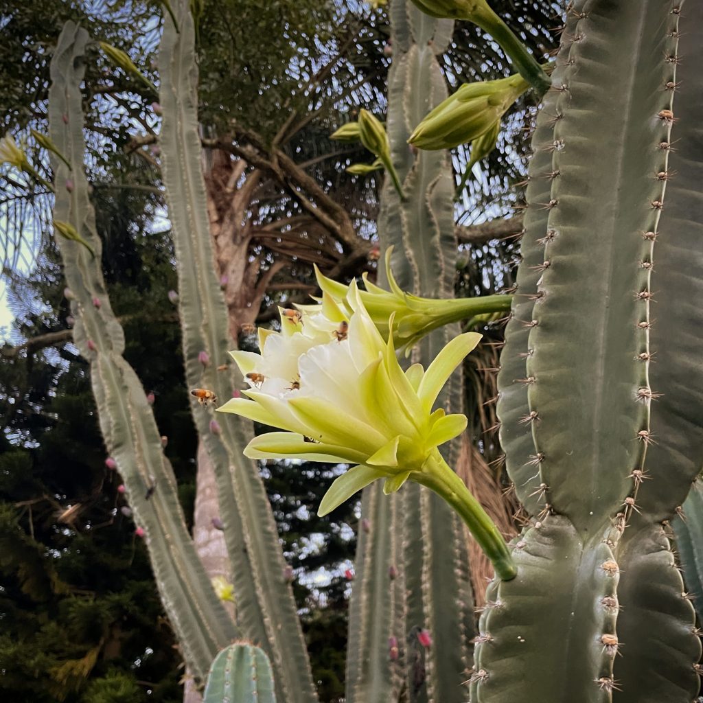 Bees flying into a flower on a cactus, with trees, palm fronds, and other cacti in the background WorldPhotographyDay22