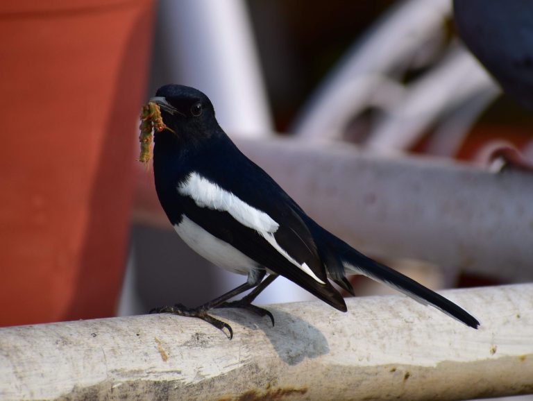 Birds of India : The Oriental Magpie Robin in action at Katraj Snake Park, Pune India