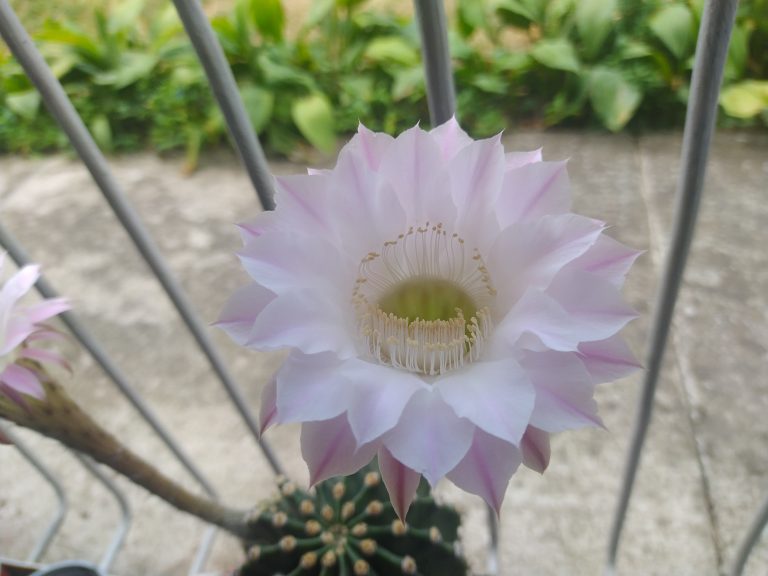 Zoomed in cactus flower.