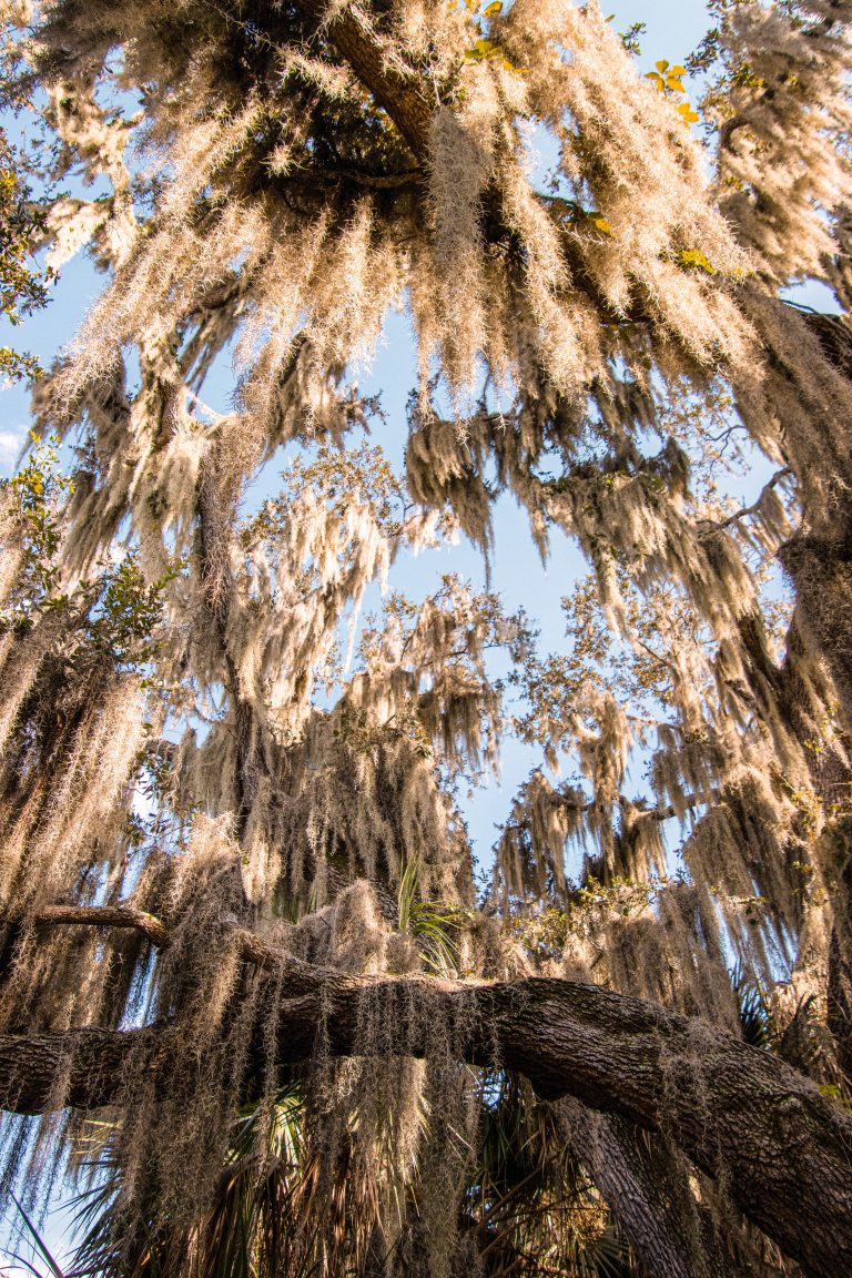 Moss hanging from oak trees in a local park – WorldPhotographyDay22