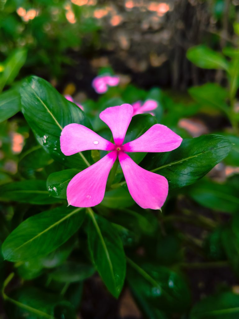 Pink flower