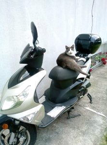 Grey tuxedo cat sitting on a motorcycle.
