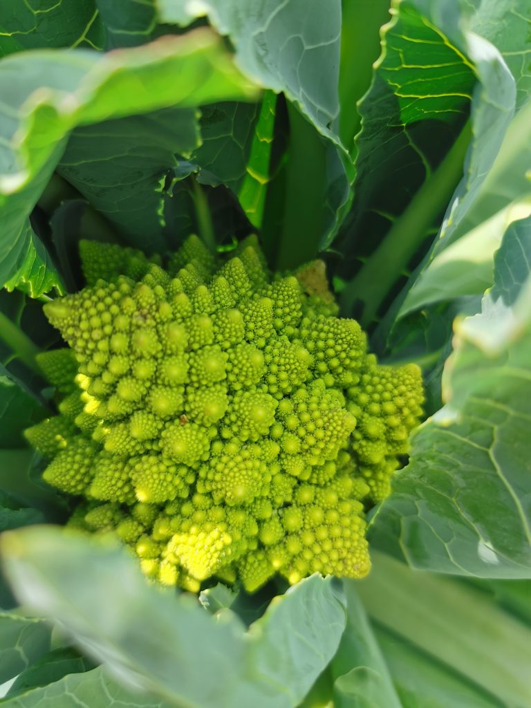 Broccoli in the field