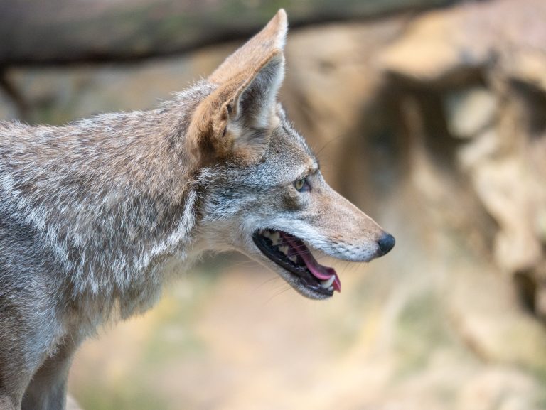 Small fox at the Birmingham Zoo