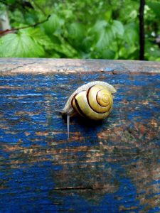 Snail
