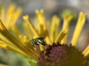 Green fly on a yellow flower