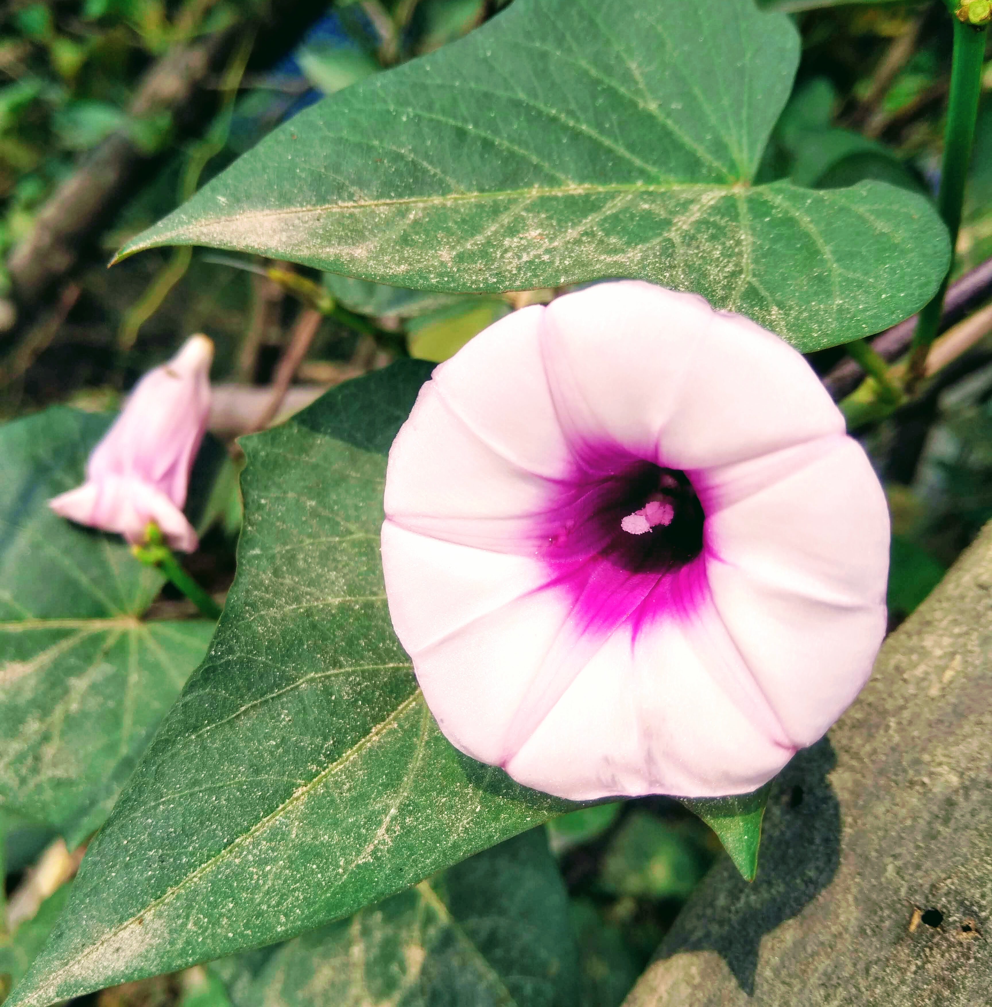 Flower in Grass