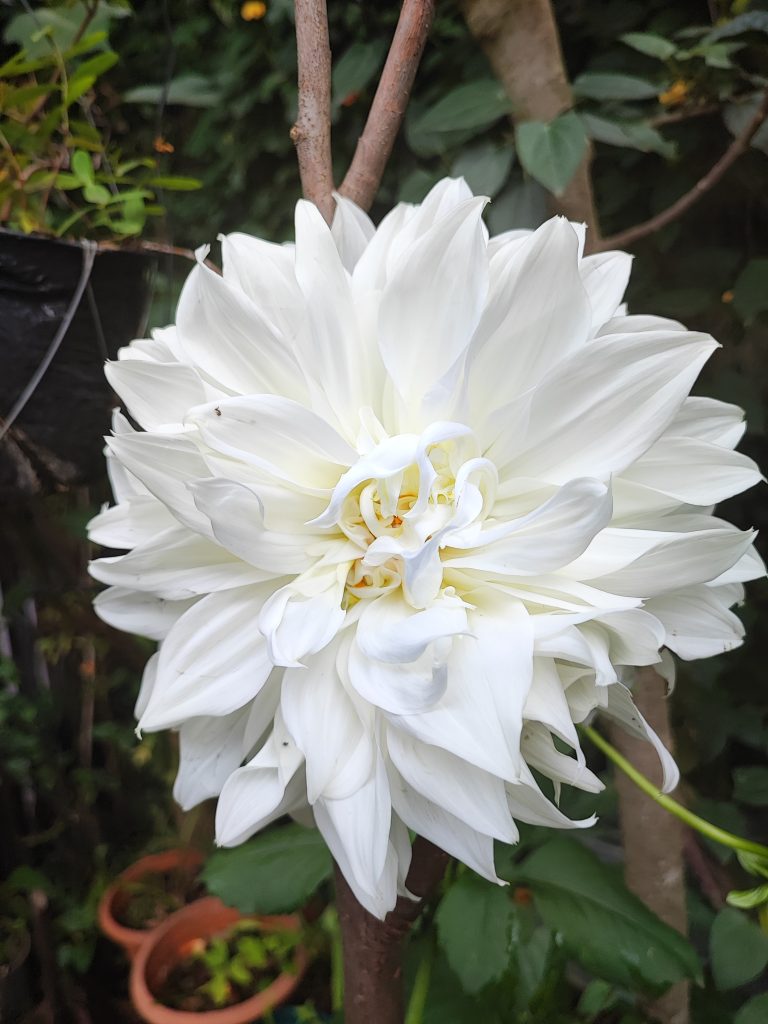 White flower on a garden