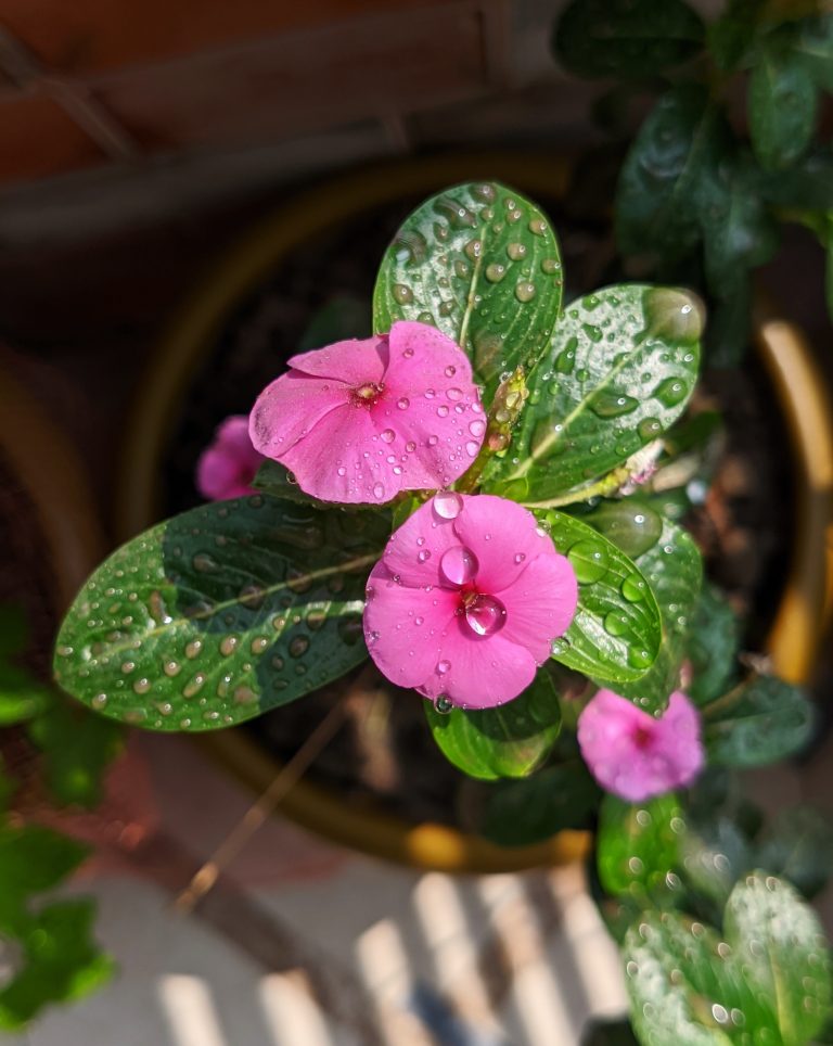 couple of flowers during sunrise