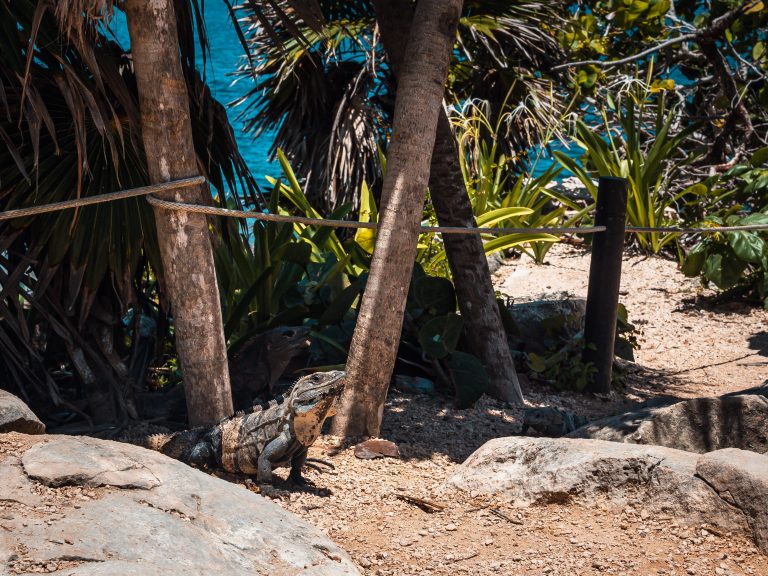 Iguana on the side of a small road