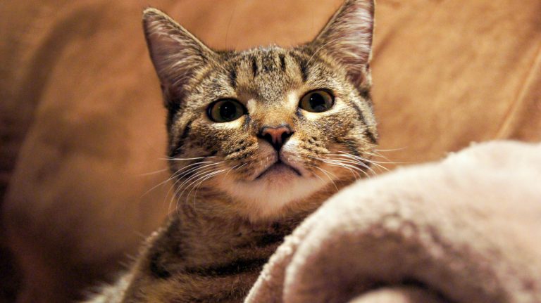 Cat sitting on the couch