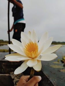 A white water lily held in a hand on a rural fishing boat. It is the national flower of Bangladesh.
