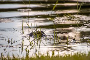 Small alligator hiding in the shallow grass of a Florida lake – WorldPhotographyDay22