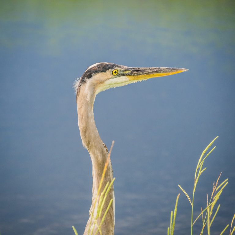 Great Blue Heron at Lake Apopka