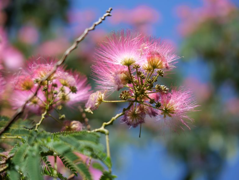 Flores de Albizia